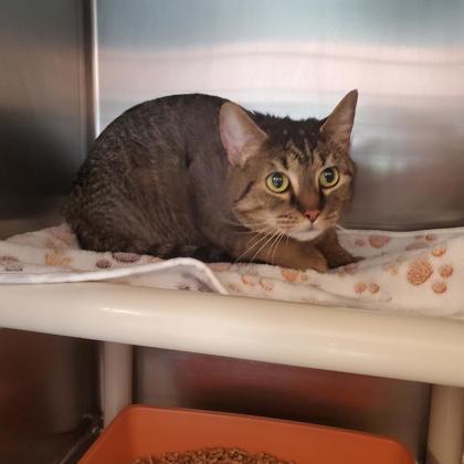 Sodo, Adoptable, Adult Female Domestic Short Hair & Domestic Short Hair.