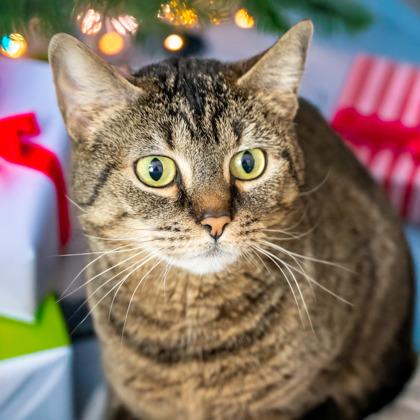 Sodo, a Adoptable Domestic Short Hair in Camano Island, WA image 2/3