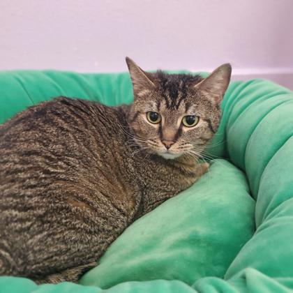 Sodo, a Adoptable Domestic Short Hair in Camano Island, WA image 3/3
