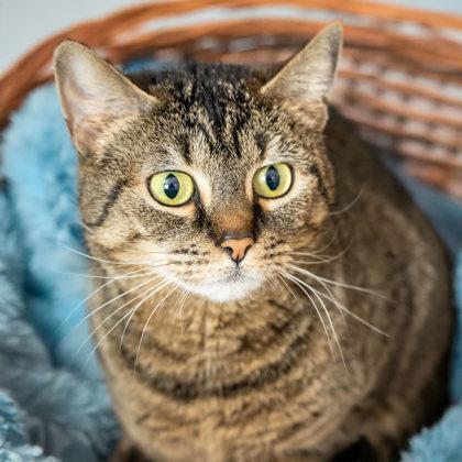 Sodo, a Adoptable Domestic Short Hair in Camano Island, WA image 2/2