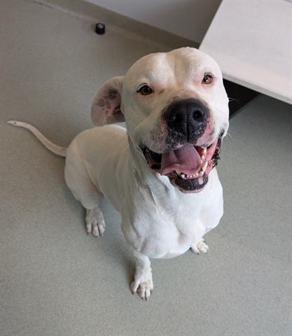 PETEY, Adoptable, Adult Male Dogo Argentino.