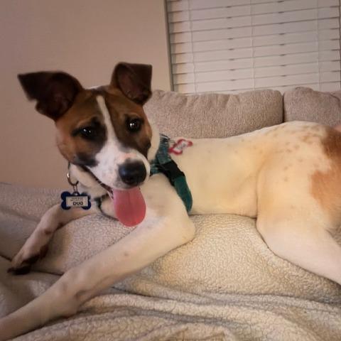 Dug, Adoptable, Young Male Hound.