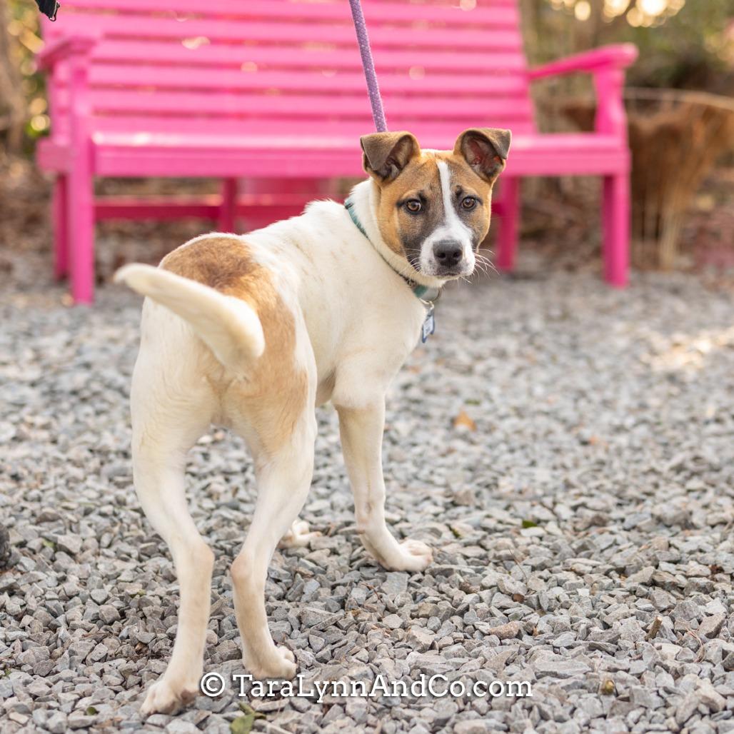Enlarge Dug, a Adoptable Hound in Wake Forest, NC image 1/5