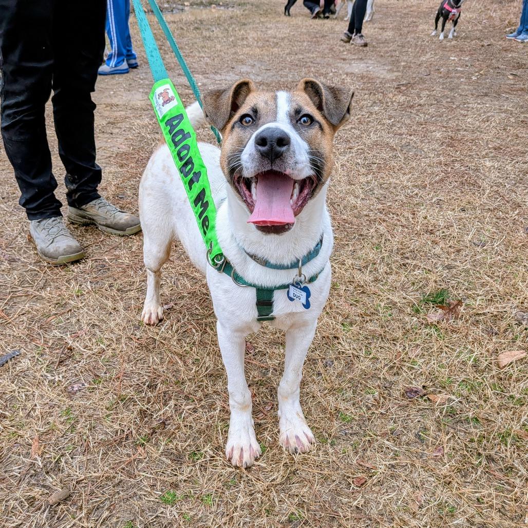 Enlarge Dug, a Adoptable Hound in Wake Forest, NC image 3/5