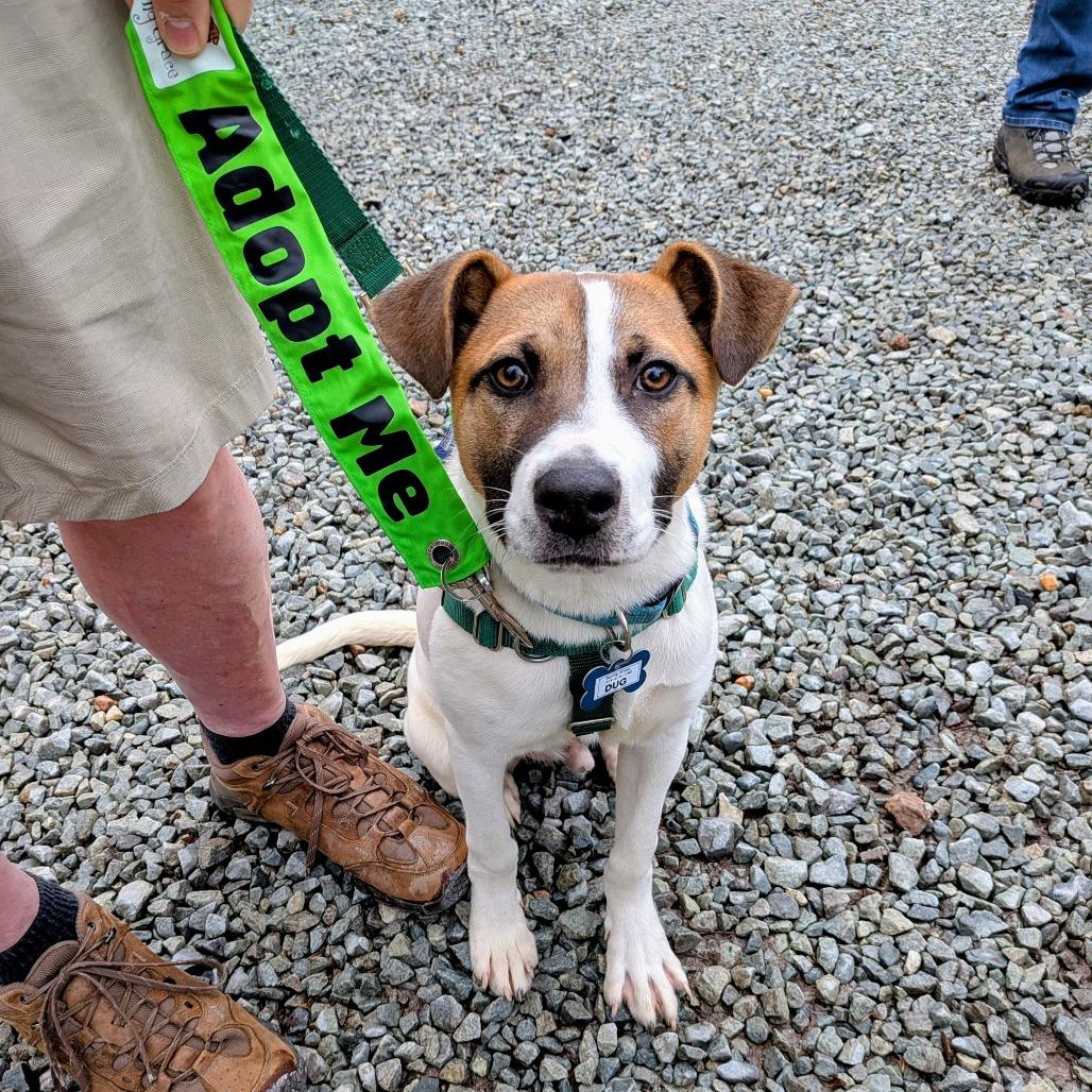 Enlarge Dug, a Adoptable Hound in Wake Forest, NC image 4/5