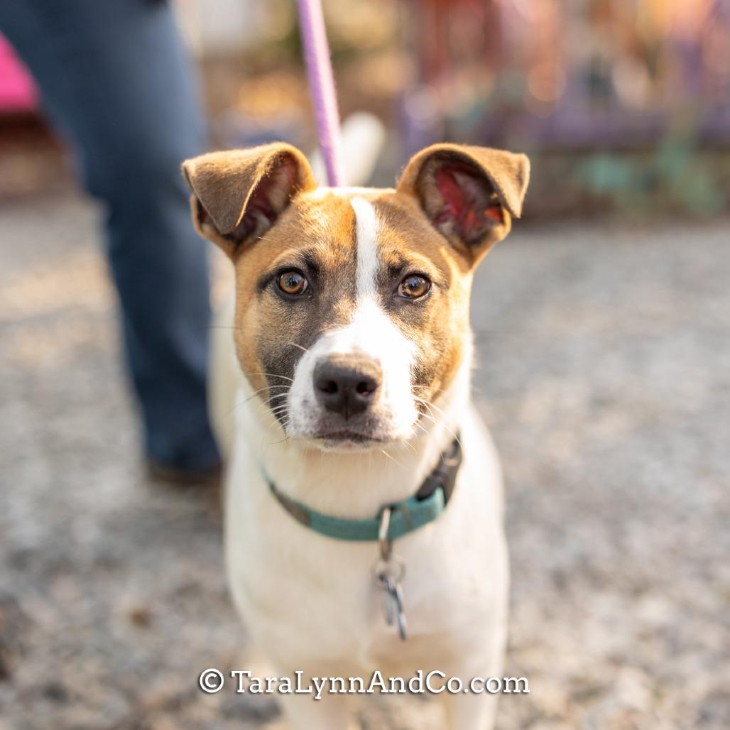 Enlarge Dug, a Adoptable Hound in Wake Forest, NC image 5/5