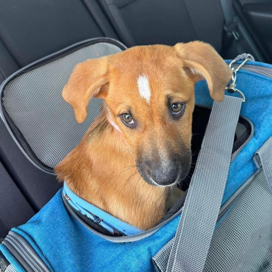 Enlarge Sully, an adopted Mixed Breed in Yaphank, NY image 2/3