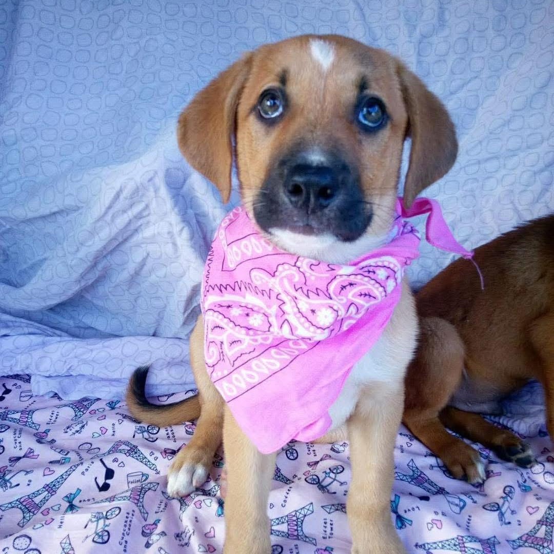 Sully, adopted, Puppy Female Mixed Breed.