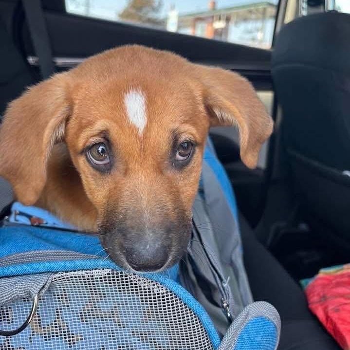 Enlarge Sully, an adopted Mixed Breed in Yaphank, NY image 3/3