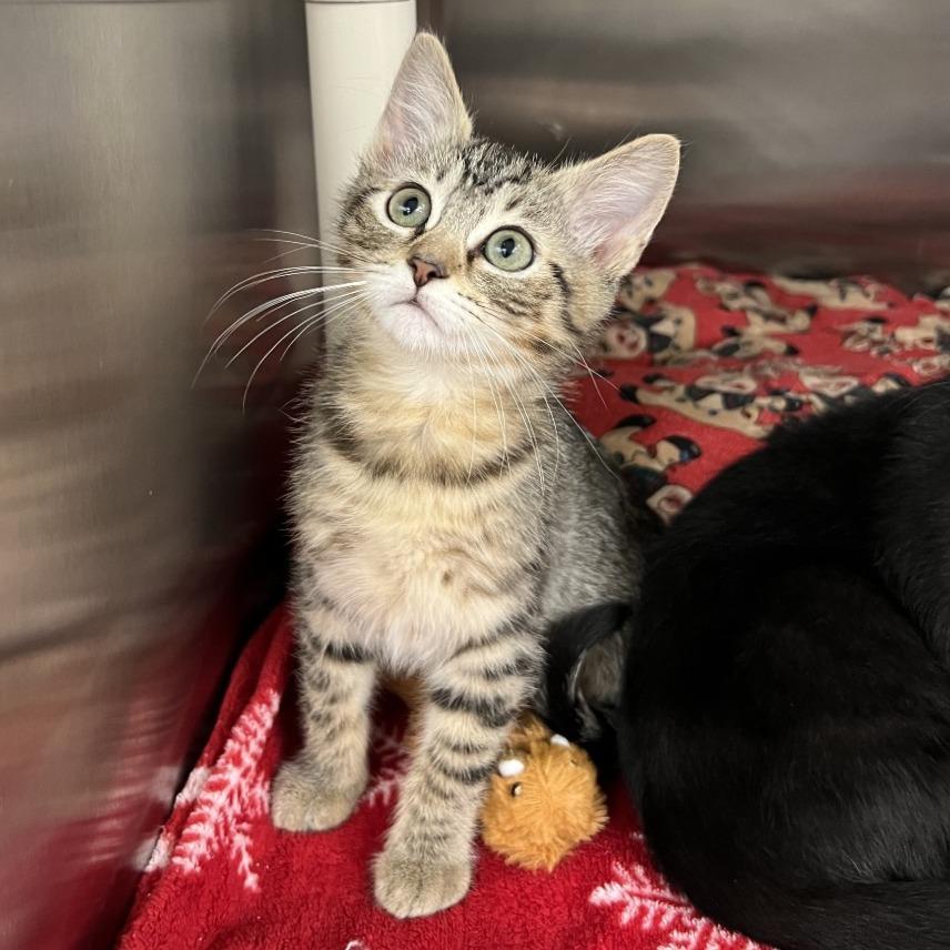 Enlarge Bonnie the Brave, a Adoptable Domestic Short Hair in Pittsburgh, PA image 1/2