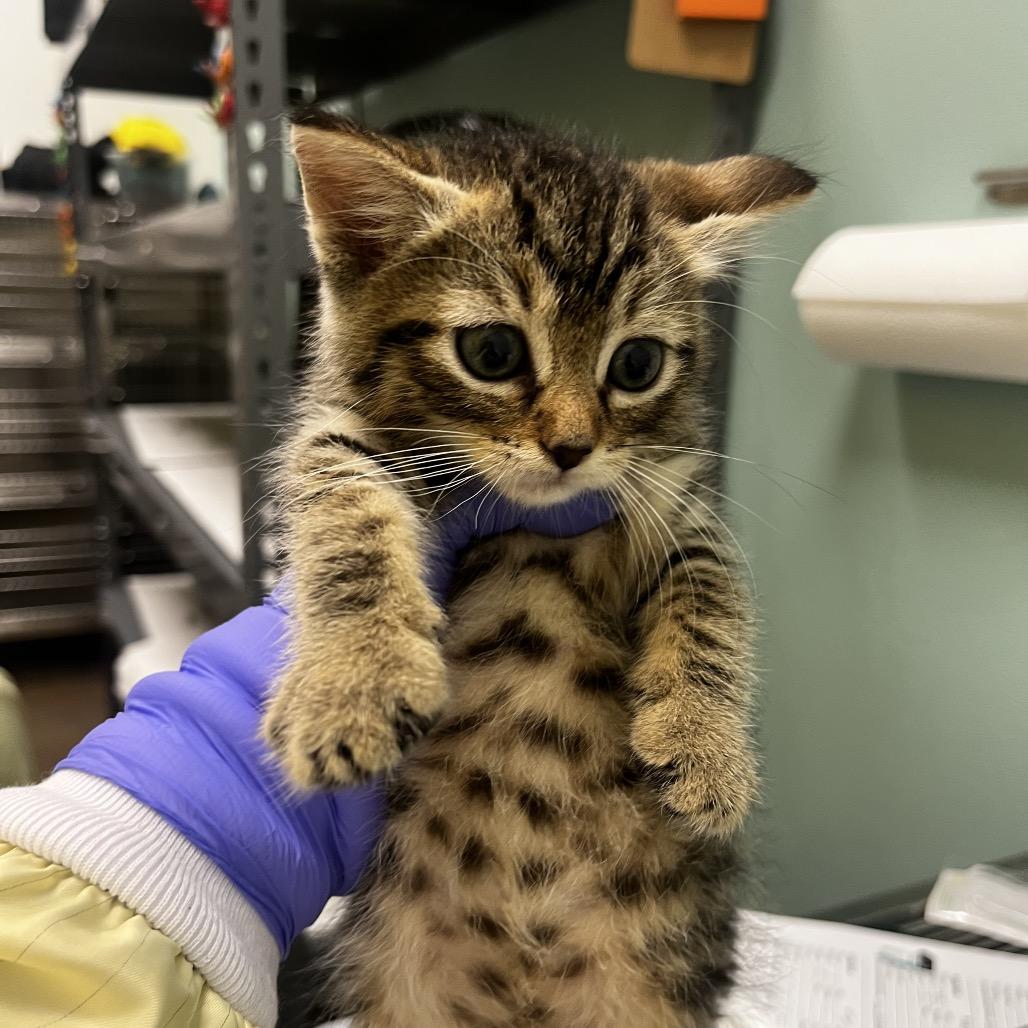 Enlarge Bonnie the Brave, a Adoptable Domestic Short Hair in Pittsburgh, PA image 2/2