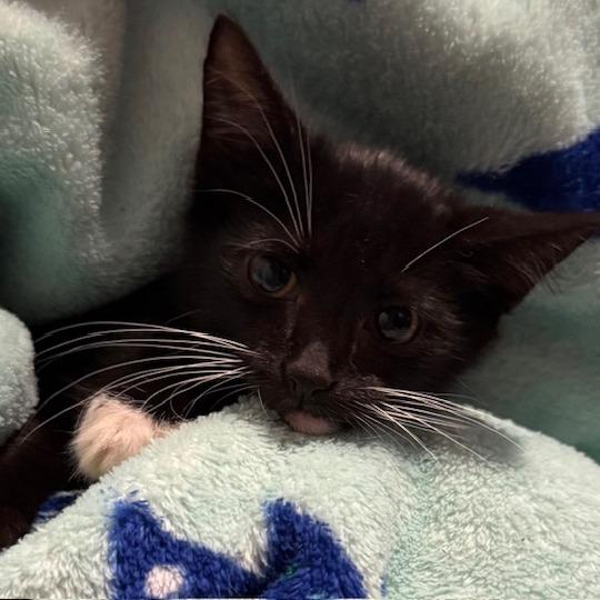 Michael Myers, Adoptable, Kitten Male Domestic Short Hair.