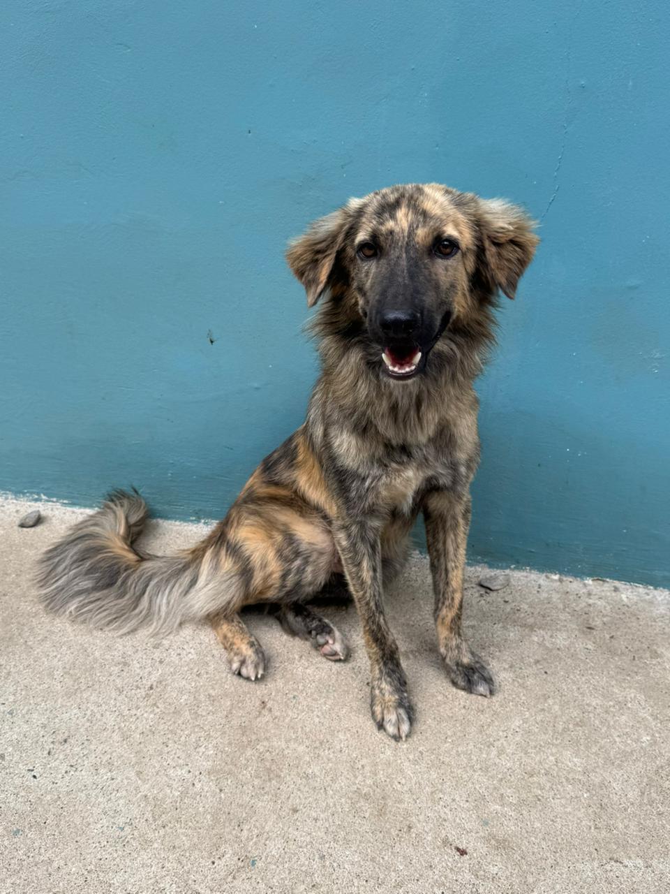 Enlarge Mauro, a ADOPTABLE mixed breed in washington, CT image 3/6