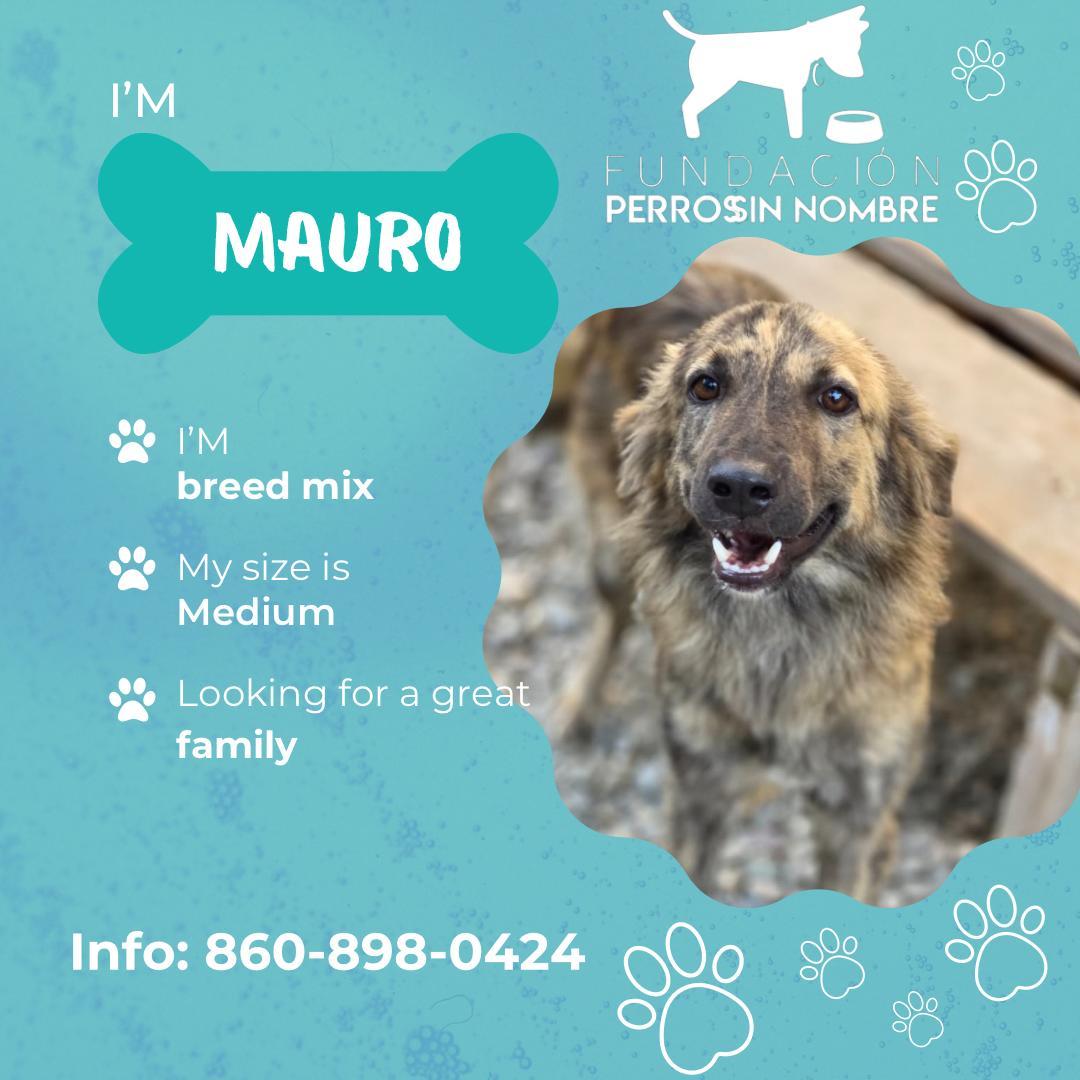 Mauro, ADOPTABLE, Young Male Mixed Breed.