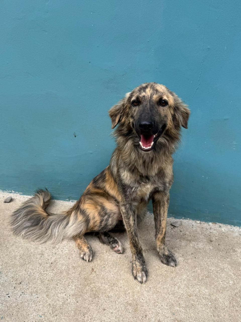 Enlarge Mauro, a ADOPTABLE mixed breed in washington, CT image 5/6