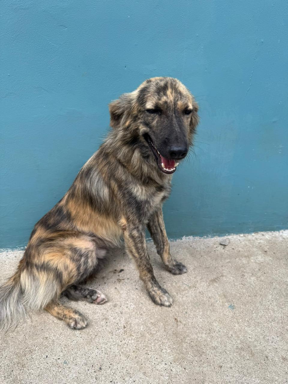 Enlarge Mauro, a ADOPTABLE mixed breed in washington, CT image 4/6