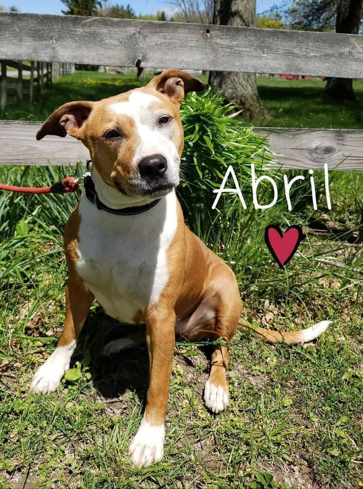 Enlarge Abril, a Adoptable mixed breed in South Bend, IN image 1/6