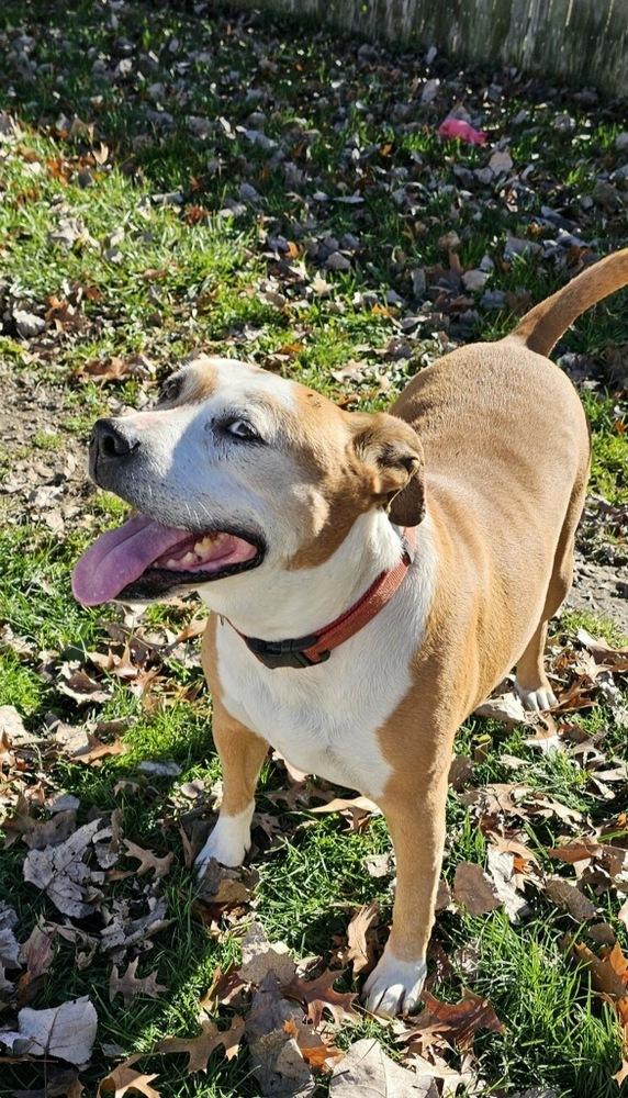 Enlarge Abril, a Adoptable mixed breed in South Bend, IN image 2/6