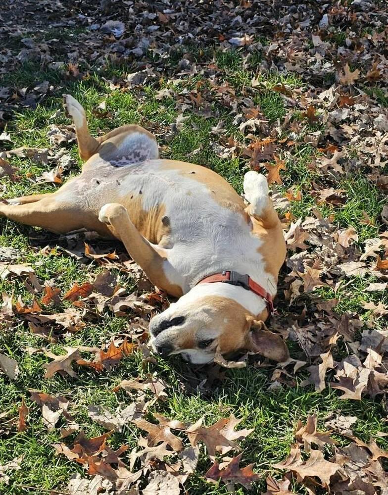 Enlarge Abril, a Adoptable mixed breed in South Bend, IN image 3/6