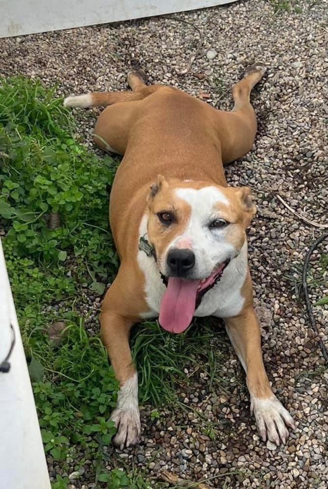 Enlarge Abril, a Adoptable mixed breed in South Bend, IN image 4/6