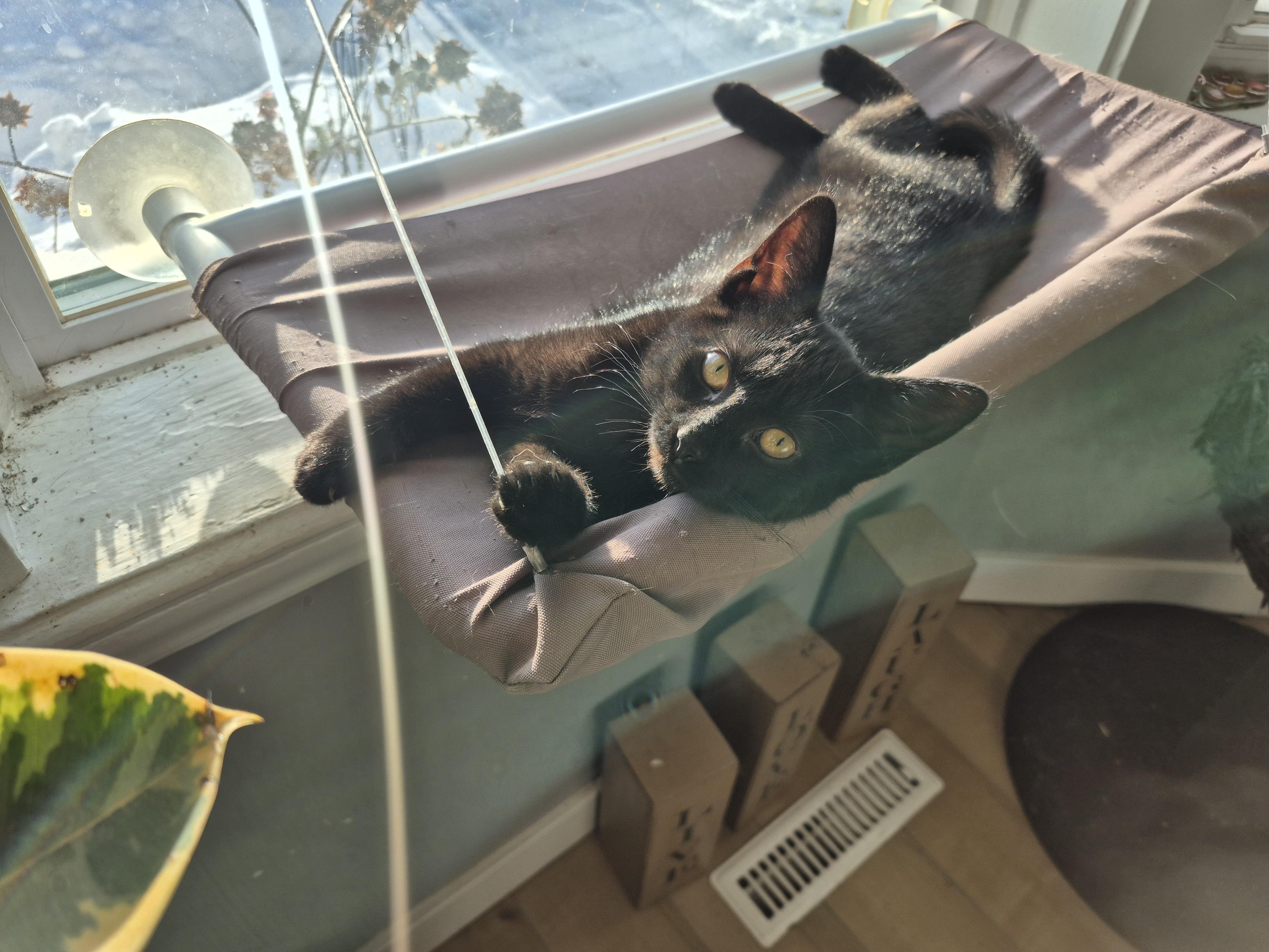 Lola, a Adoptable Domestic Short Hair in Winnipeg, MB image 4/6