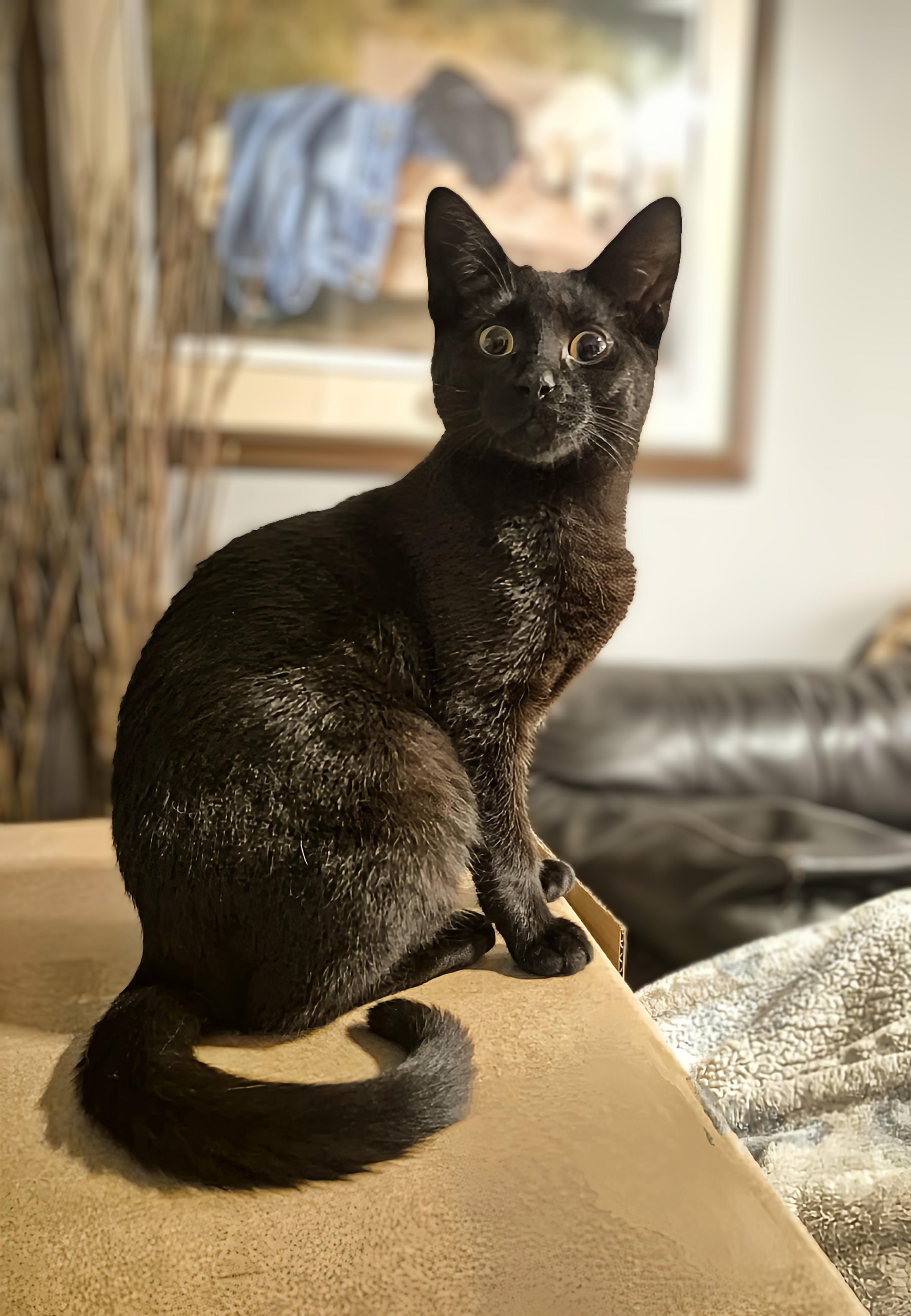 Lola, Adoptable, Kitten Female Domestic Short Hair.