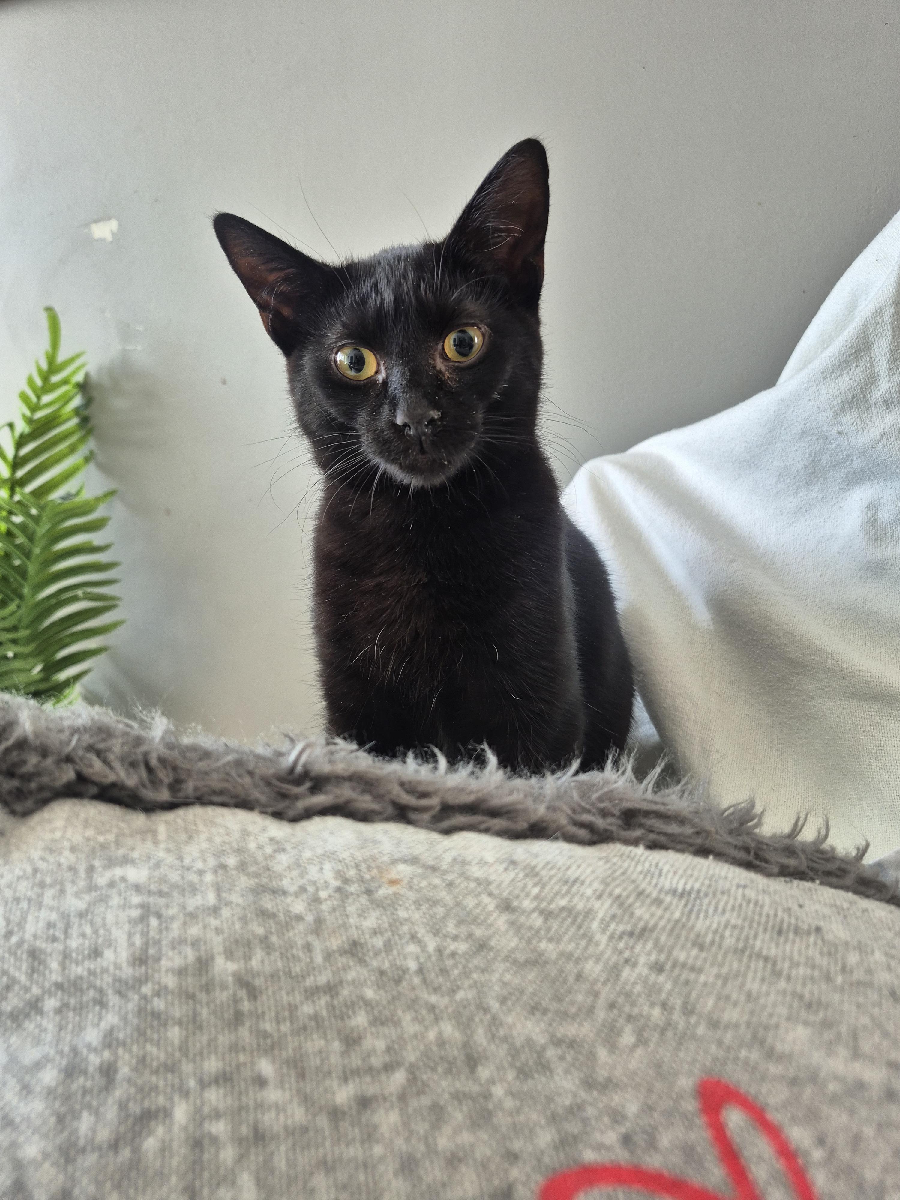 Lola, a Adoptable Domestic Short Hair in Winnipeg, MB image 6/6