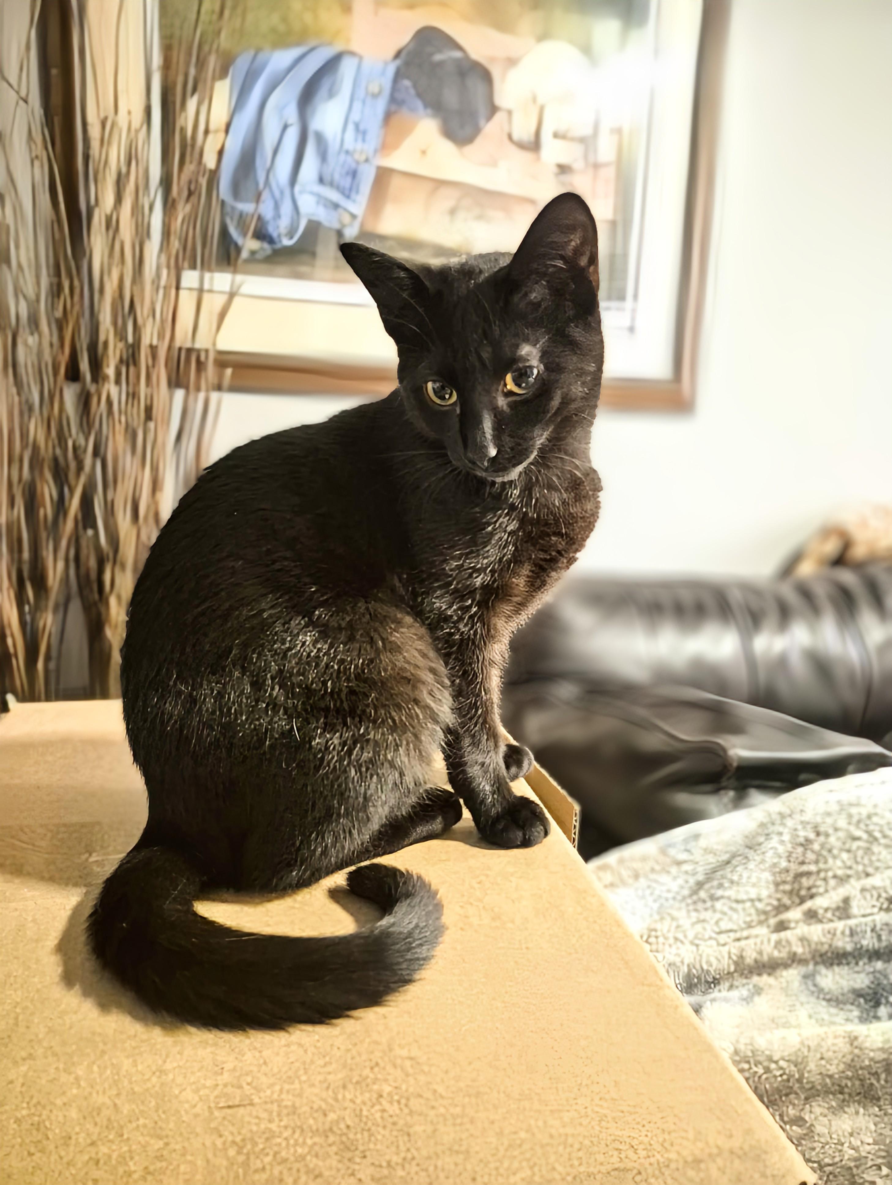 Lola, a Adoptable Domestic Short Hair in Winnipeg, MB image 3/6