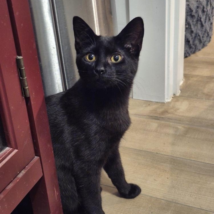 Lola, a Adoptable Domestic Short Hair in Winnipeg, MB image 5/6