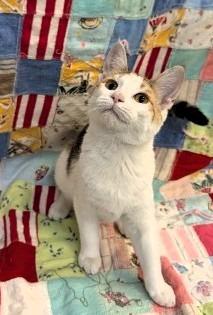 Enlarge Miss Frizzle Wanda, a Adoptable mixed breed in Crandon, WI image 1/2