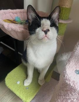 Wadiya, Adoptable, Adult Male Domestic Short Hair & Tuxedo.