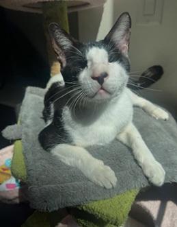 Enlarge Wadiya, a Adoptable mixed breed in San Francisco, CA image 5/6