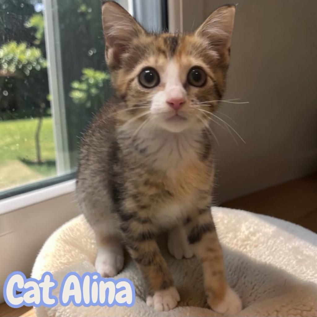 Cat Alina, Adopted, Kitten Female Domestic Short Hair.