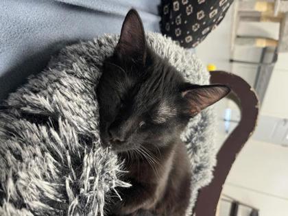 Enlarge Spooky, a Adoptable mixed breed in Washington, IA image 1/2