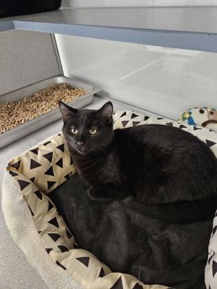 Spooky, a Adoptable mixed breed in Washington, IA image 2/2