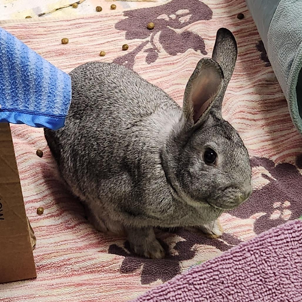 Greta, Adoptable, Young Female American.