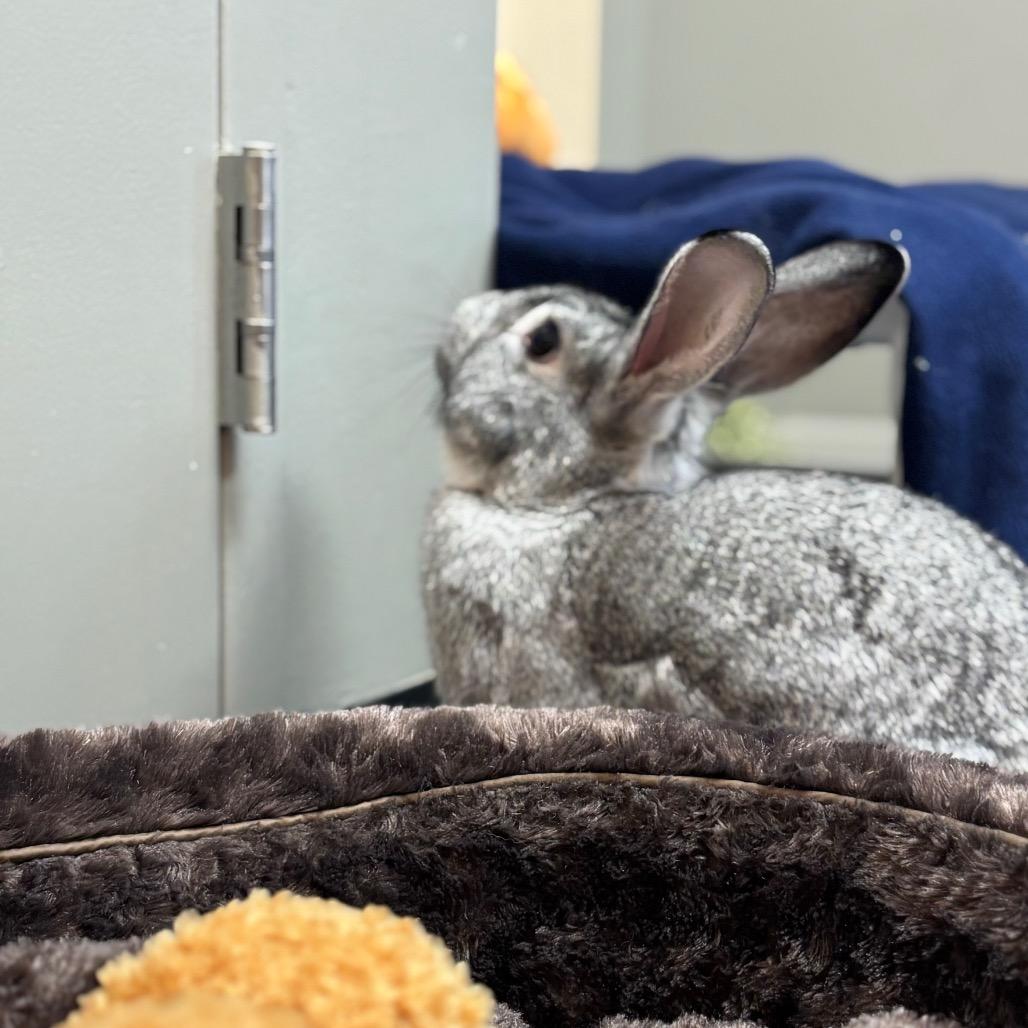 Enlarge Greta, a Adoptable American in Grand Rapids, MI image 2/6