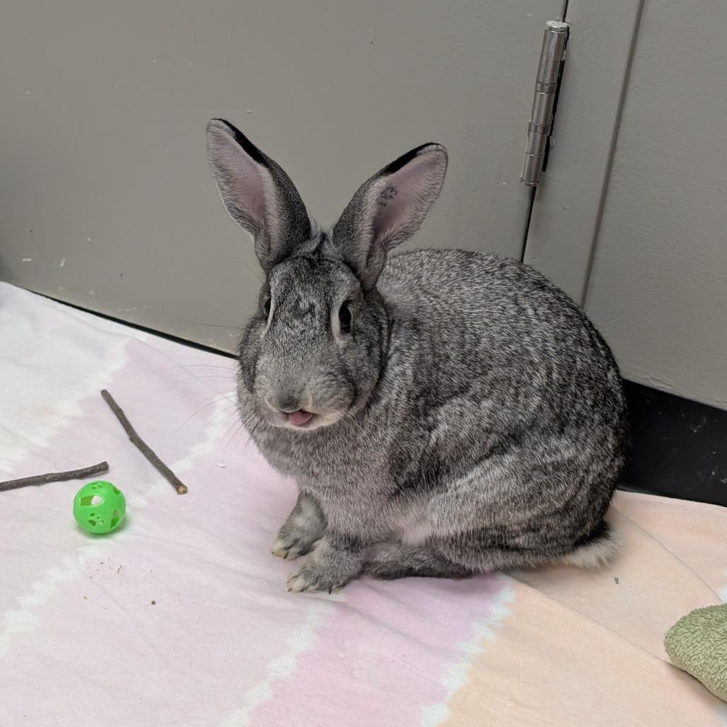 Enlarge Greta, a Adoptable American in Grand Rapids, MI image 3/6