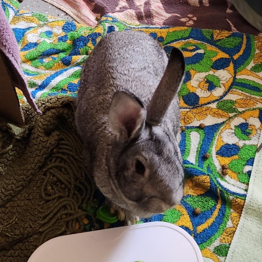 Enlarge Greta, a Adoptable American in Grand Rapids, MI image 4/6