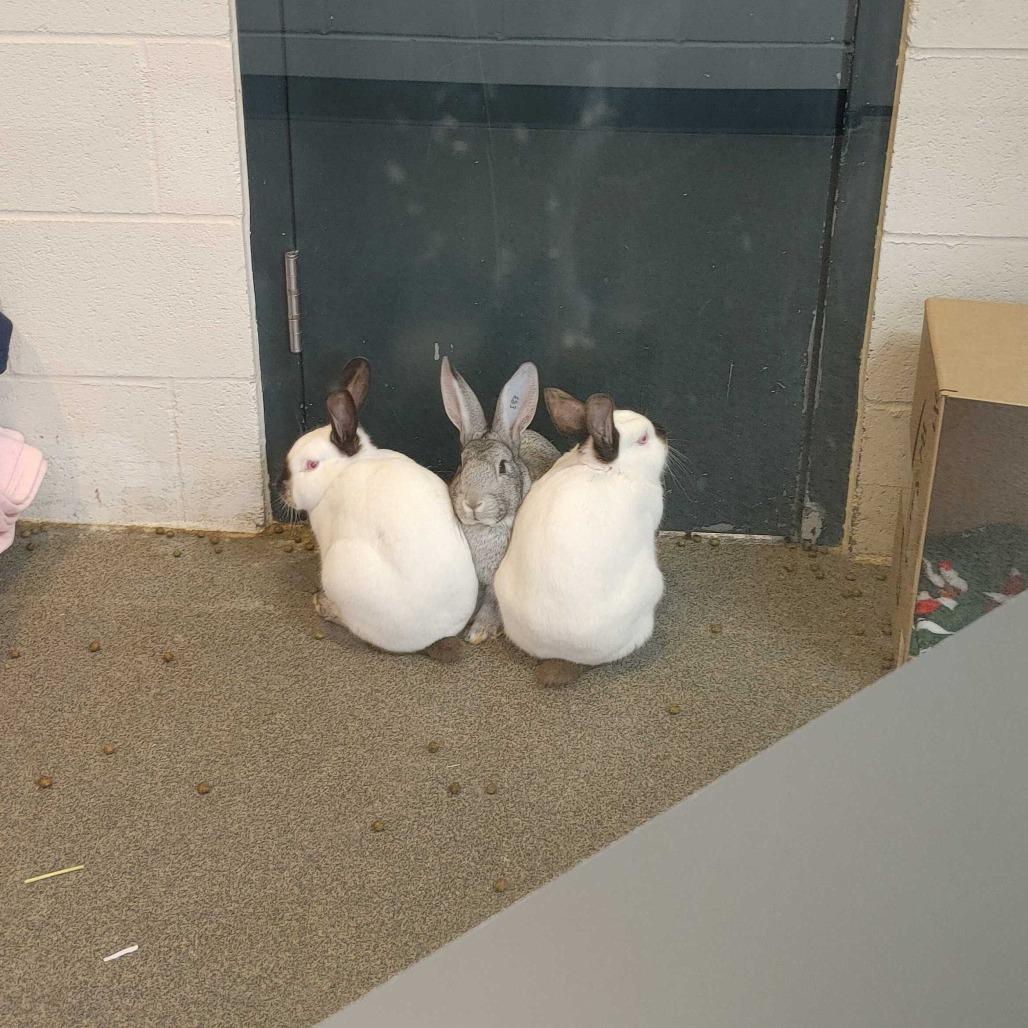 Enlarge Greta, a Adoptable American in Grand Rapids, MI image 5/6