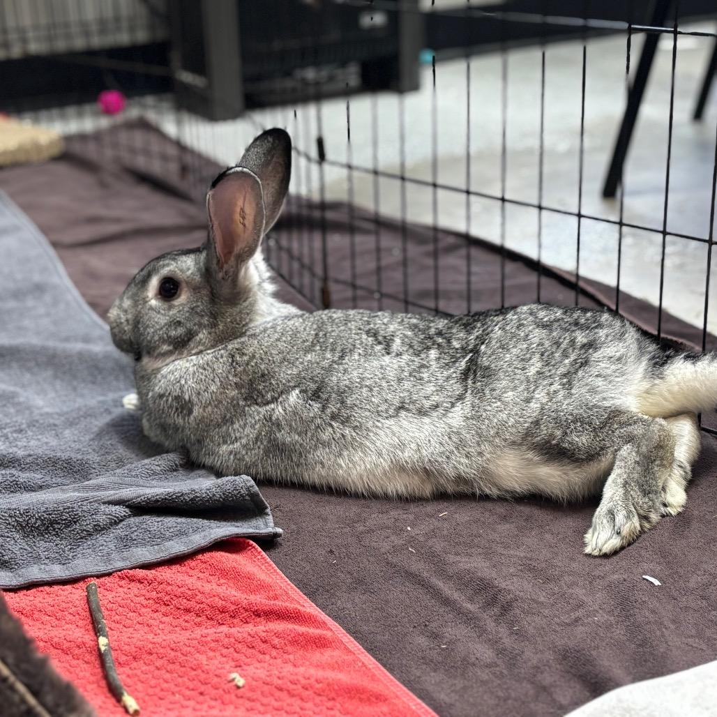 Enlarge Greta, a Adoptable American in Grand Rapids, MI image 6/6