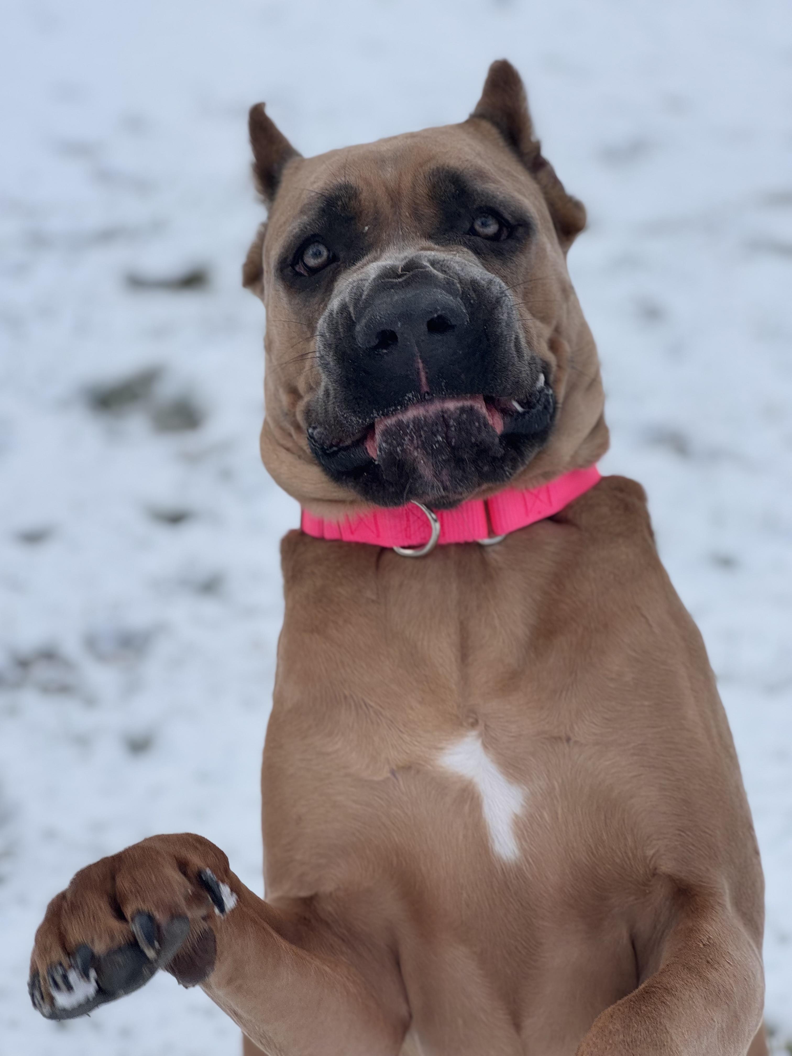 Enlarge Kona, a Adoptable Cane Corso in Nutting Lake, MA image 5/5