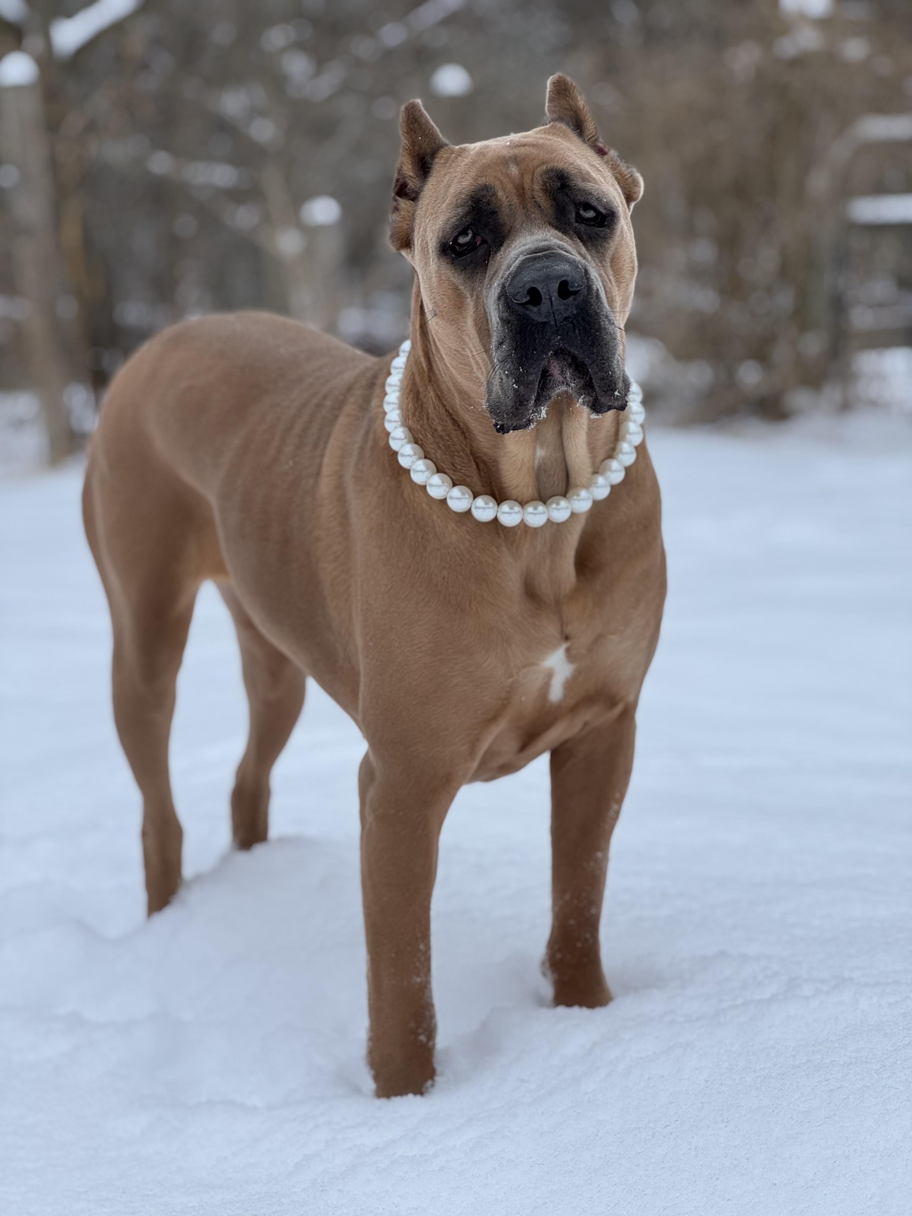 Enlarge Kona, a Adoptable Cane Corso in Nutting Lake, MA image 2/5