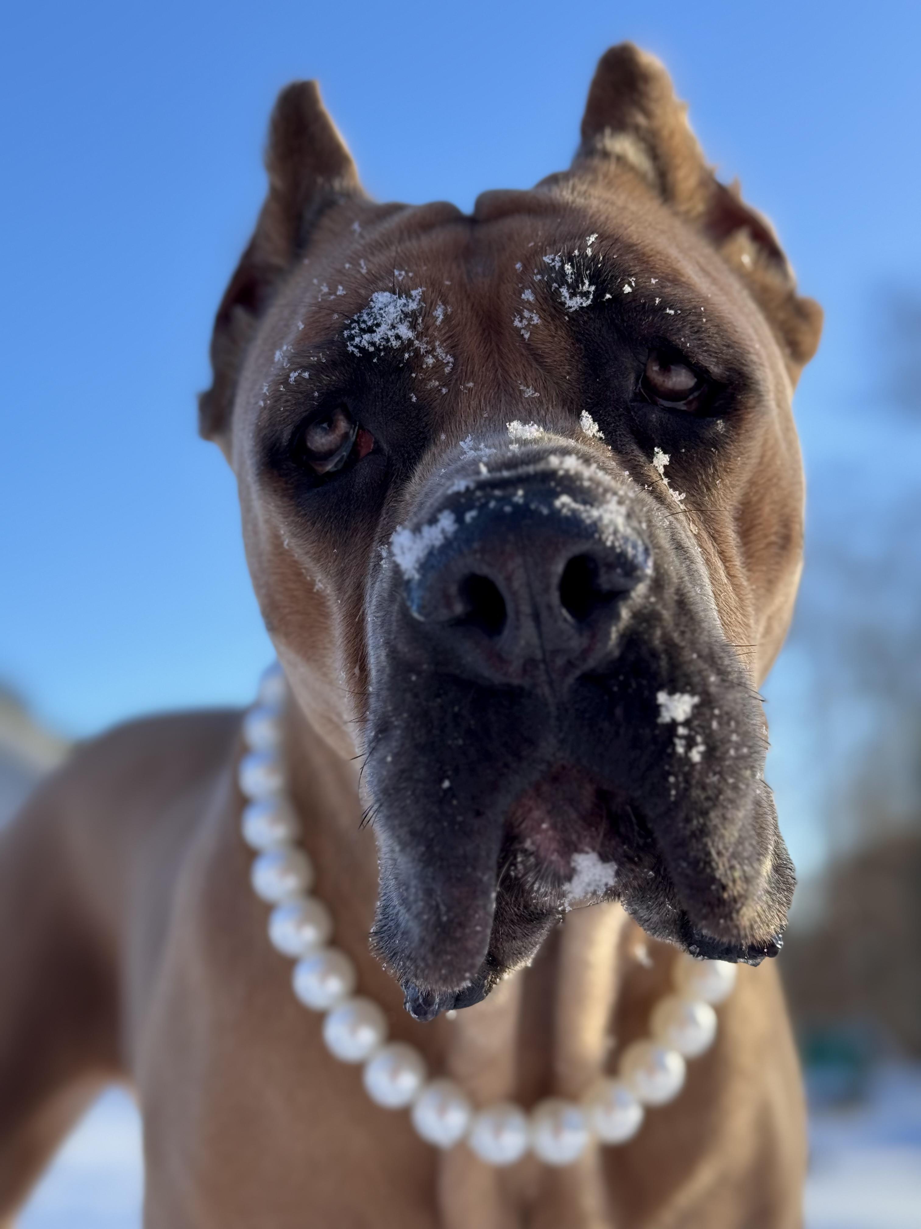 Enlarge Kona, a Adoptable Cane Corso in Nutting Lake, MA image 1/5