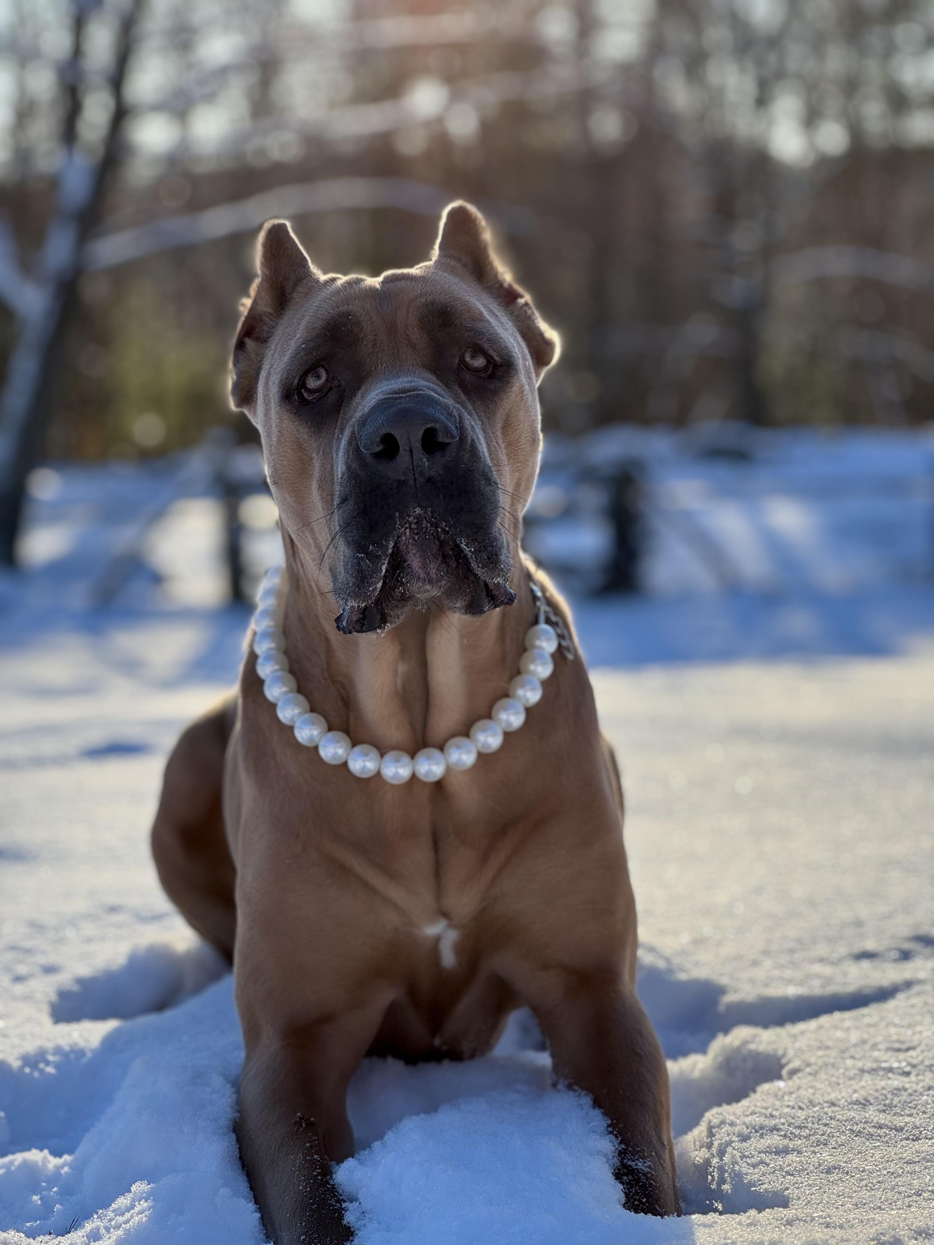 Enlarge Kona, a Adoptable Cane Corso in Nutting Lake, MA image 3/5