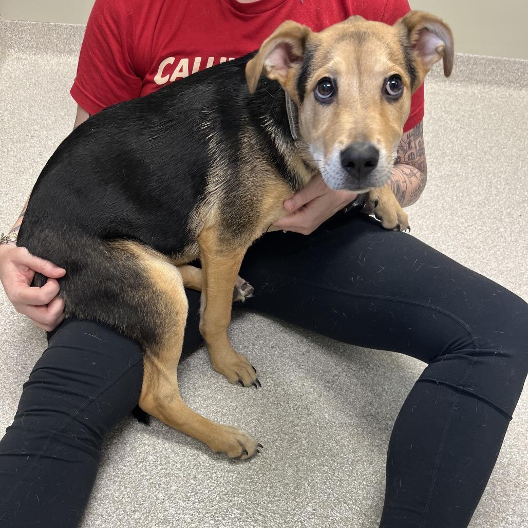 Nutty Buddy, Adopted, Young Male German Shepherd Dog.