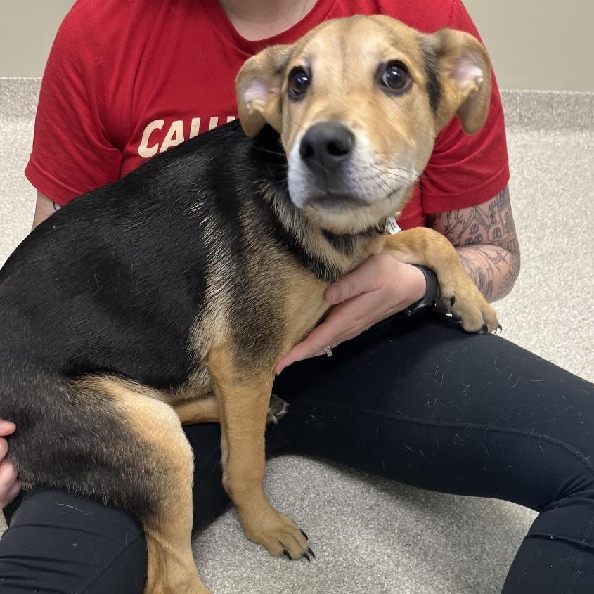 Enlarge Nutty Buddy, a Adopted mixed breed in Kansas City, KS image 2/2