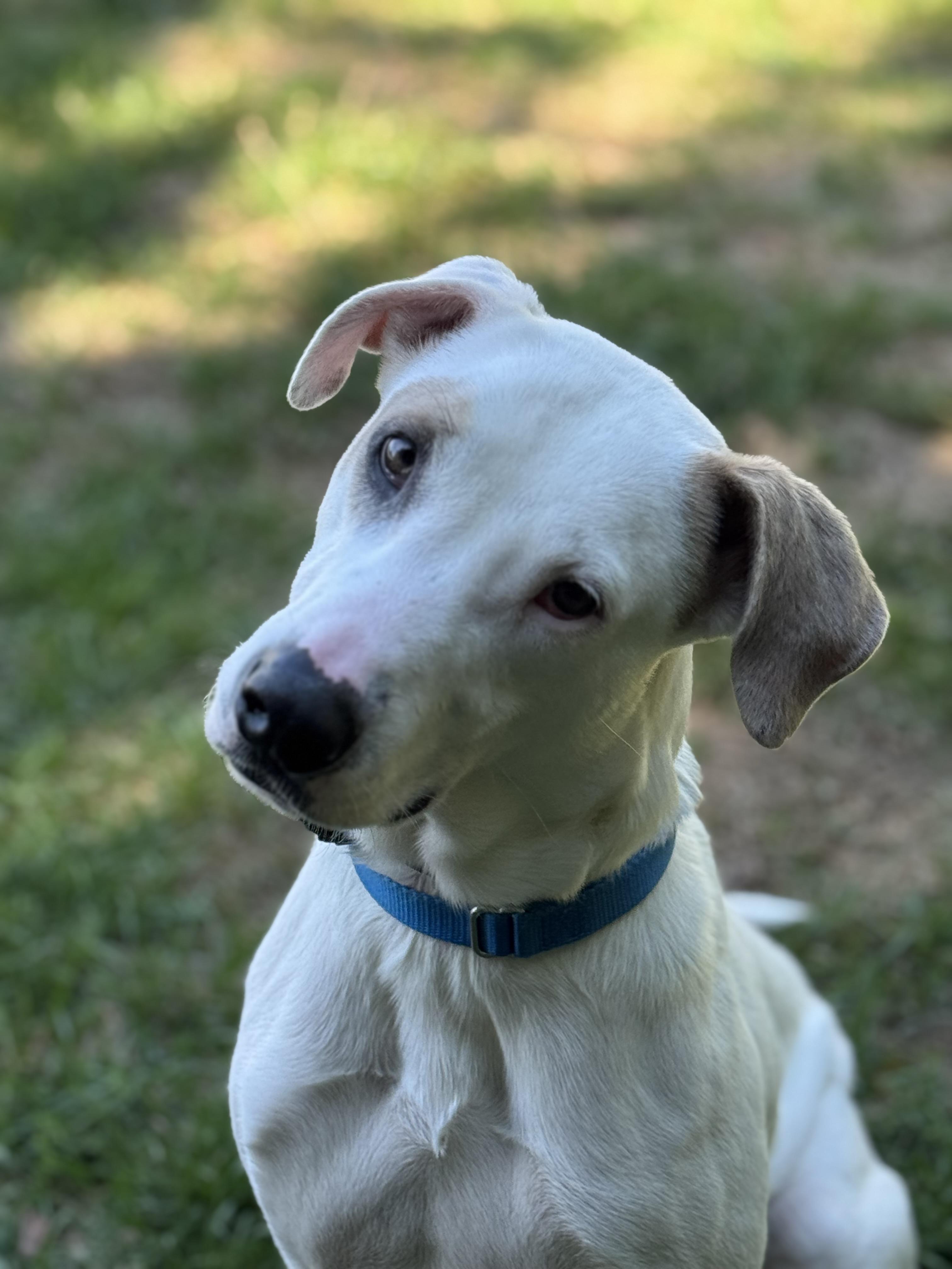 Moonpie, a Adoptable mixed breed in St Catharines, ON image 2/6