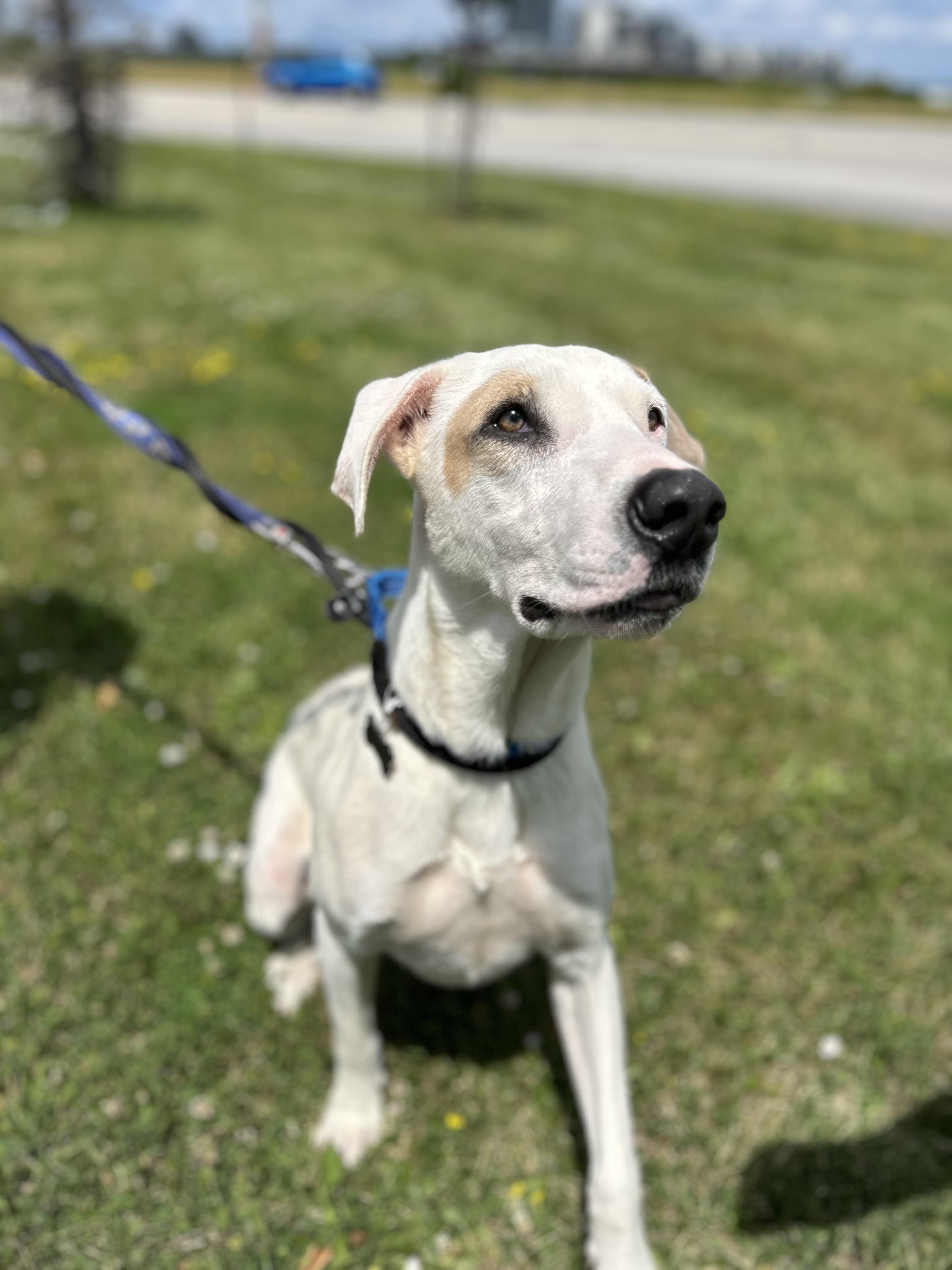 Moonpie, a Adoptable mixed breed in St Catharines, ON image 4/6