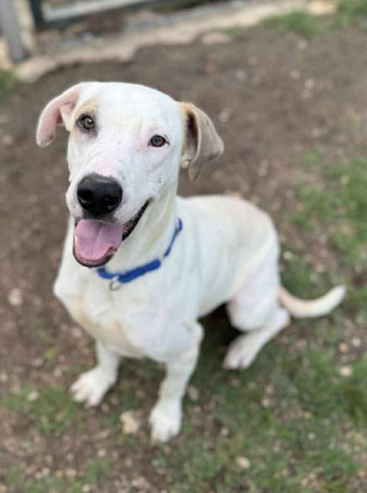 Moonpie, a Adoptable mixed breed in St Catharines, ON image 5/6